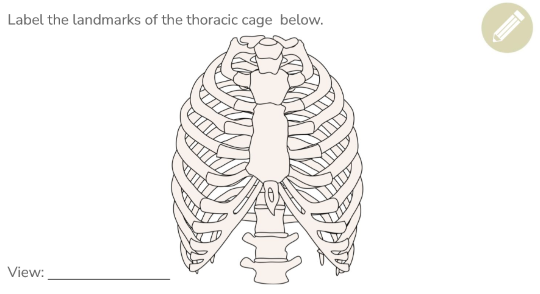 <p>Label all the thoracic cage landmarks (anterior)</p>
