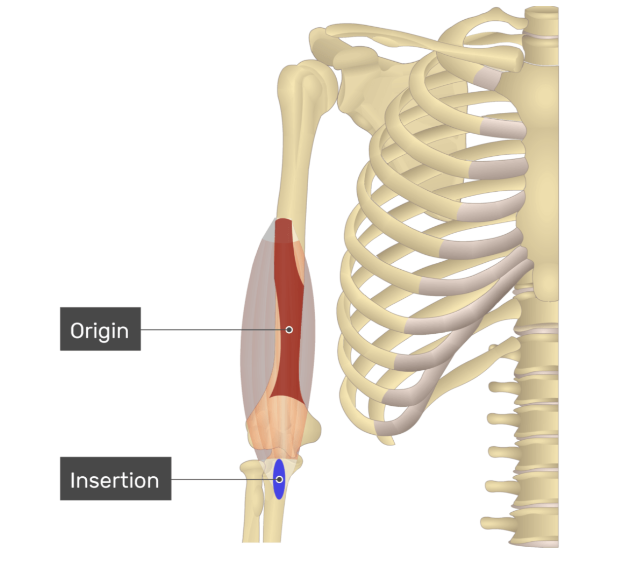 <p>brachialis</p>