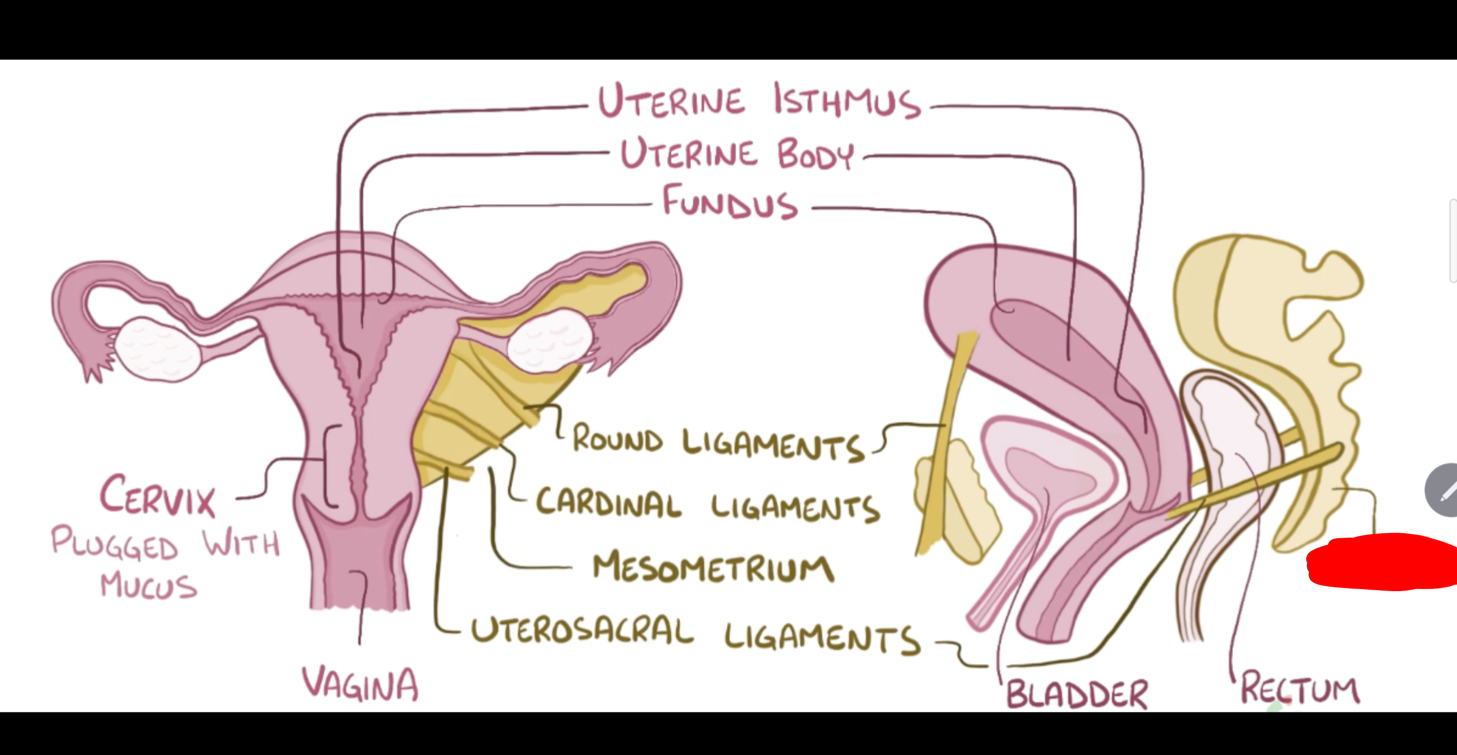 <p>Name the structure in red</p>