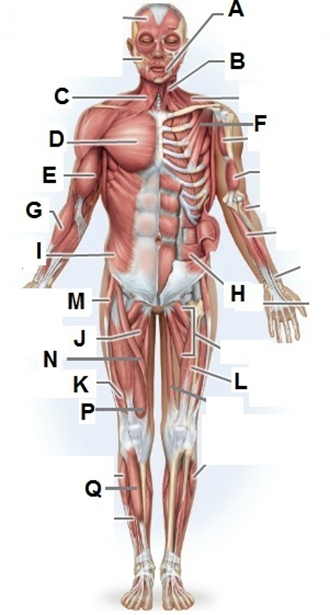 <p>Name the muscle labeled “G” (one word - all lowercase)</p>