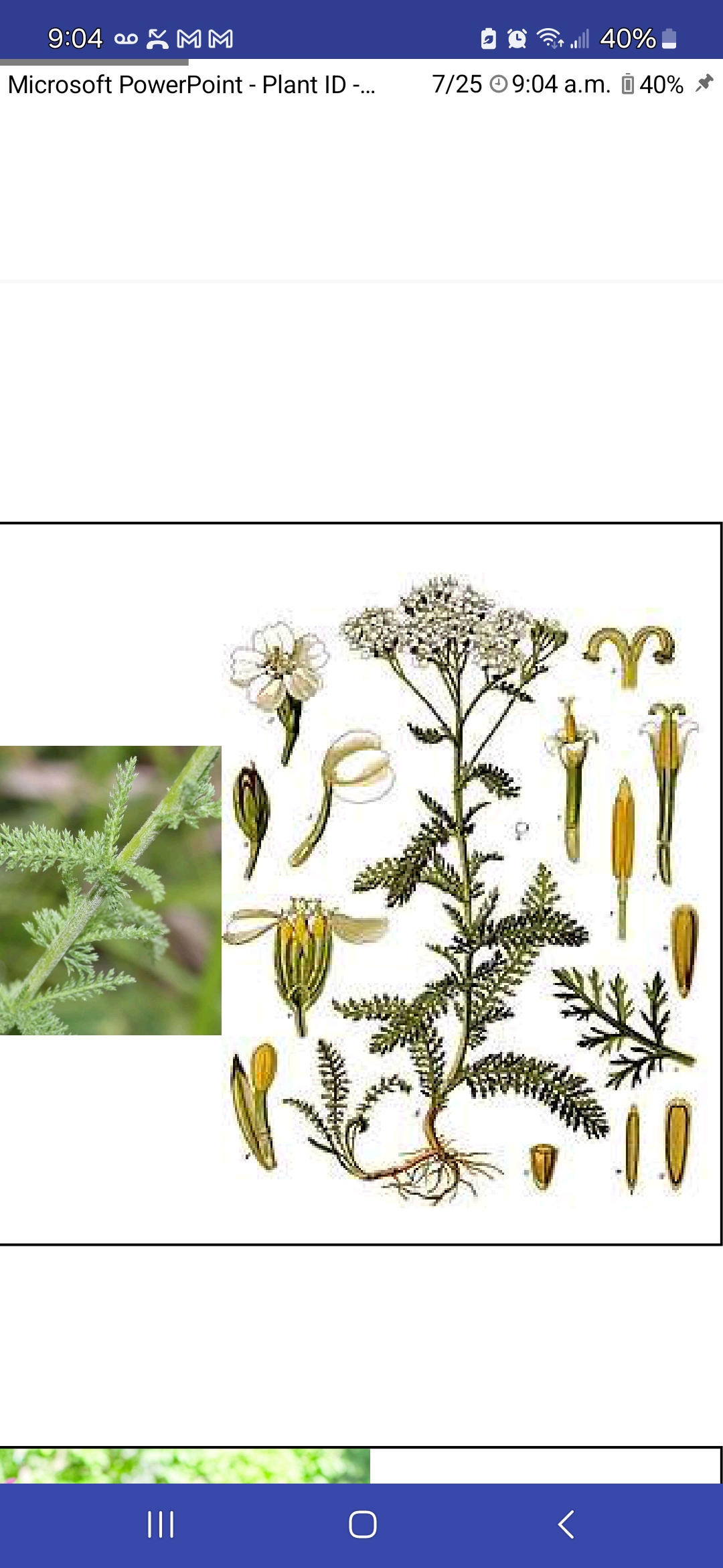 <p>Common yarrow</p>