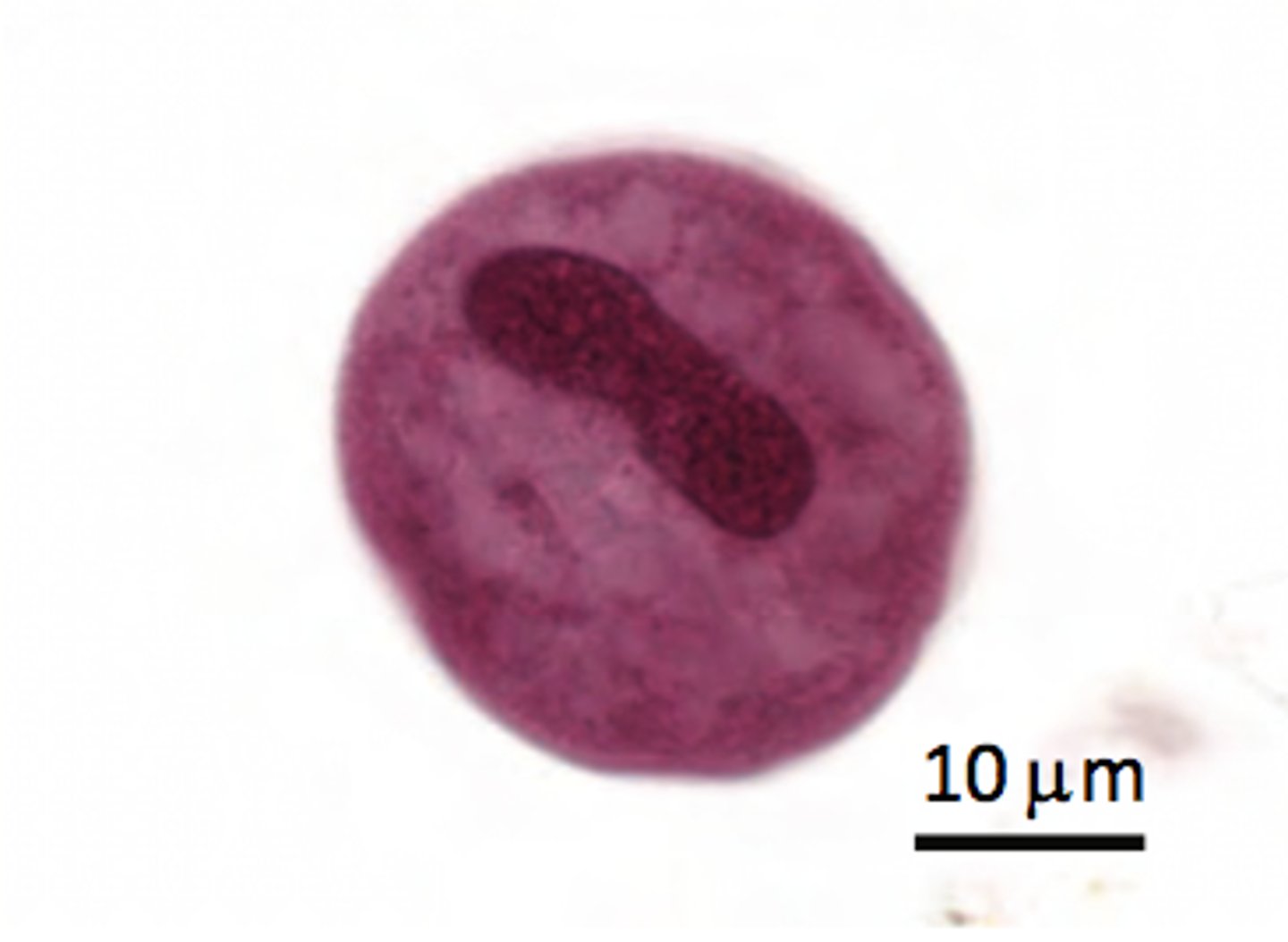 <p>round, only see peanut/kidney bean shaped macronucleus, have cilia</p>