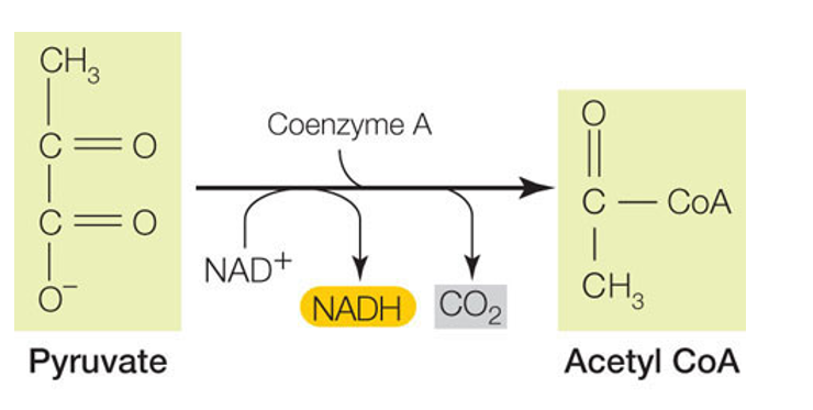<p>Pyruvate Oxidation</p>