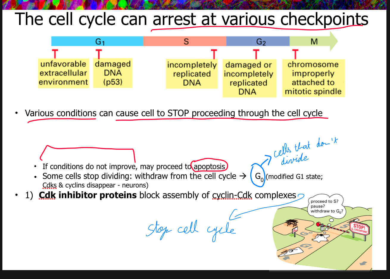 <p>A</p><p>attach slide 16</p>