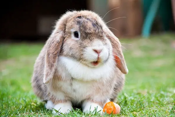 <p>Rabbit </p>