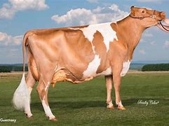 Origin: Isle of Gurnsey

Color: brown and white

Grazers (efficiently utilize grass for milk)

higher milk fat

smaller but not the smallest 

Sometimes milk can be golden-ish (golden goodness)