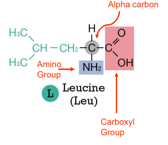 <ol><li><p>proteins composed of amino acids</p></li><li><p>side-chain/R group is variable and determines the type of amino acid</p></li><li><p>three major categories</p><ol><li><p>acidic ( - charge)</p></li><li><p>basic ( + charge)</p></li><li><p>uncharged polar</p></li><li><p>nonpolar</p></li></ol></li></ol><p></p>