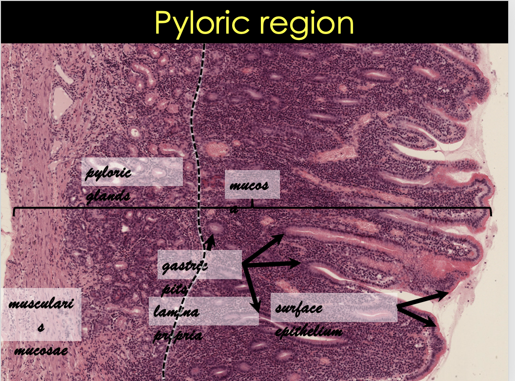 <ul><li><p>Distribution</p><ul><li><p>Pyloric antrum</p></li></ul></li><li><p>Function</p><ul><li><p>Production of mucus</p></li></ul></li><li><p>Structure</p><ul><li><p>Branched coiled tubular</p></li><li><p>Mucous glands</p></li><li><p>Basal nucleus</p></li><li><p>Mucinogen granules</p></li><li><p>No parietal/chief cells</p></li></ul></li><li><p>Lamina propria</p></li><li><p>Muscularis mucosae</p></li></ul>