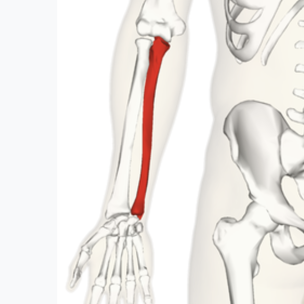 <p>What bone is this?</p>