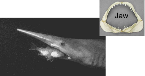 <p>Jaws, with <strong>muscles and teeth</strong>, allow the animal to <strong>grip and process food firmly</strong>.</p>