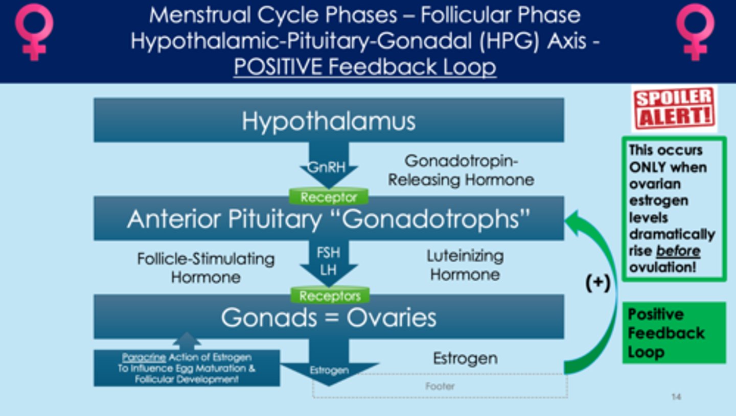 <p>1. hypothalamus release gonadotropin-releasing hormone (GnRH)</p><p>2. GnRH binds to receptors on anterior pituitary "gonadotrophs"</p><p>3. anterior pituitary releases follicle-stimulating hormone (FSH) and luteinizing hormone (LH)</p><p>4. FSH and LH bind to receptors on ovaries</p><p>5. ovaries release estrogen </p><p>6. if estrogen levels are high, estrogen acts on the anterior pituitary gland and stops the release of FSH and LH; also acts on the hypothalamus and stops release of GnRH (negative feedback)</p><p>7. if estrogen levels are extremely high (before ovulation), estrogen acts on the anterior pituitary gland and stimulates the release of more FSH and LH</p><p>*estrogen has paracrine action on egg development; influences egg maturation/follicular development</p>