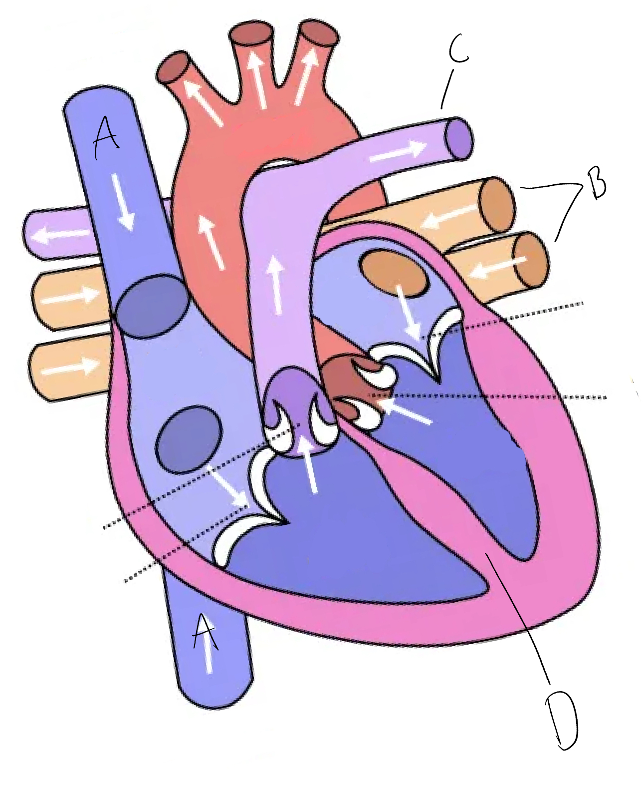 <p>Name parts ABCD</p>