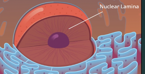 <p>Nuclear lamina </p>