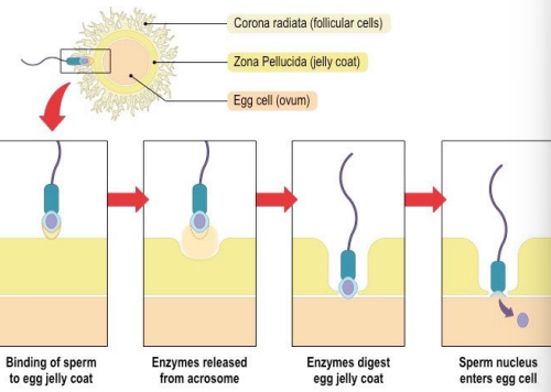 <ol><li><p>Attachment of sperm to egg triggers the a<strong>crosomal reaction</strong> – enzymes in the acrosome are released from the sperm and digest a path through the egg coats </p></li><li><p>The sperm follows the path until its plasma membrane touches and fuses with the plasma membrane of the egg </p></li><li><p>Fusion introduces the sperm nucleus into the egg cytoplasm and activates the egg to complete meiosis and begin development</p></li></ol><p></p>