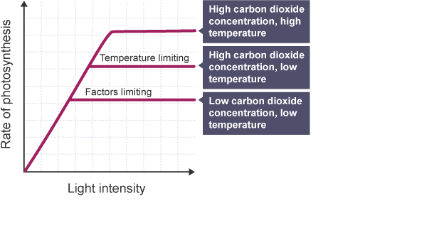 <p>as factor increases, so does rate of photosynthesis until a certain point where it plateaus (another factor must be limiting)</p>