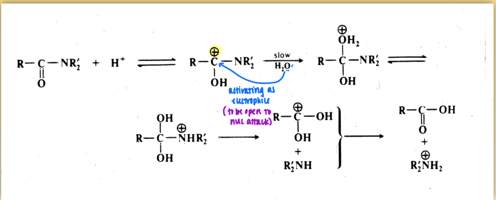 <ul><li><p>for aspartic protease</p></li><li><p>not catalyzed event = <strong>reactant not regenerated</strong></p></li><li><p>includes electrophile &amp; nuc attack</p></li></ul><p></p>