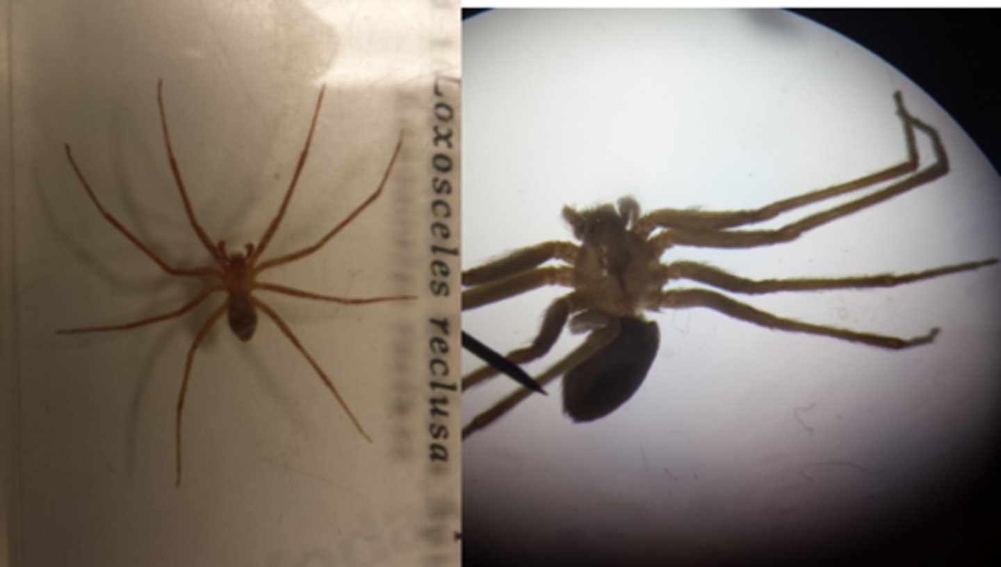 <p>What Phylum, Subphylum, and Class is this animal in? What’s the scientific name?</p>