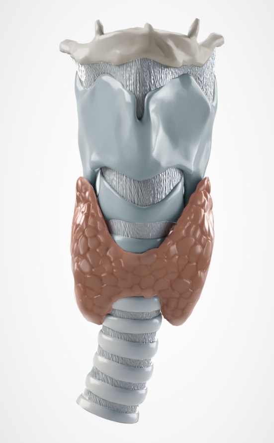<p>NAME (POSTERIOR)</p>