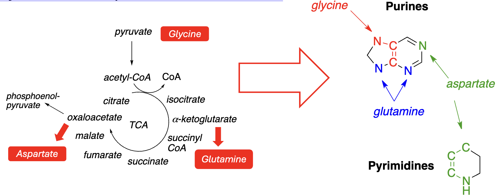 <p><strong>Purine & Pyrimidine Synthesis:</strong></p><ul><li><p>The ______ bases of nucleotides (purines & pyrimidines) are synthesized, in part, from amino acids</p></li></ul><p></p>