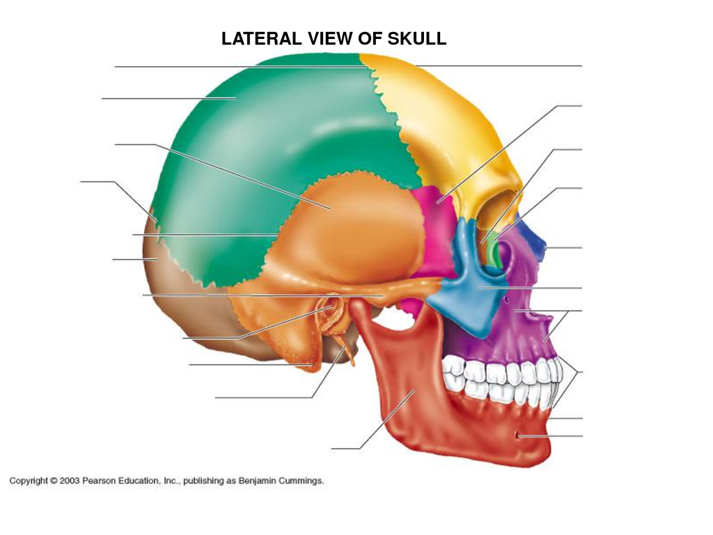 <p>what is the pink colored part? (lateral view)</p>