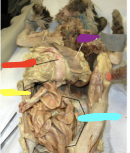 <p><em>purple line</em></p>