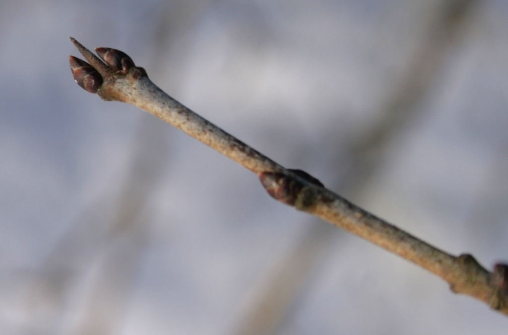 <p>Common name: Common buckthorn</p><p></p><p>Genus: Rhamnus</p><p></p><p>Species: cathartica</p><p></p><p>Family: Rhamnaceae</p>