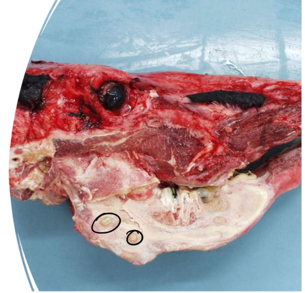 <ol><li><p>Species, specimen</p></li><li><p>Describe using 3 terms</p></li><li><p>Potential diagnosis</p></li><li><p>Judgement</p><p></p></li></ol><p></p>