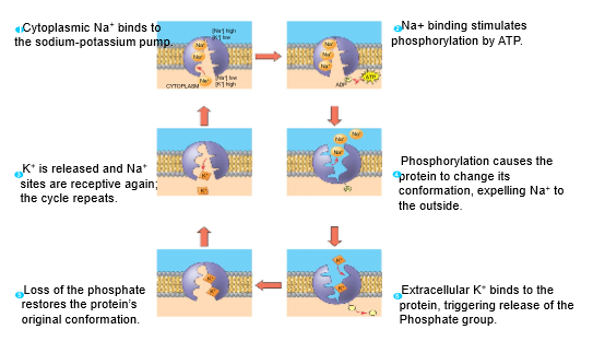 <ul><li><p>active transport</p></li></ul>