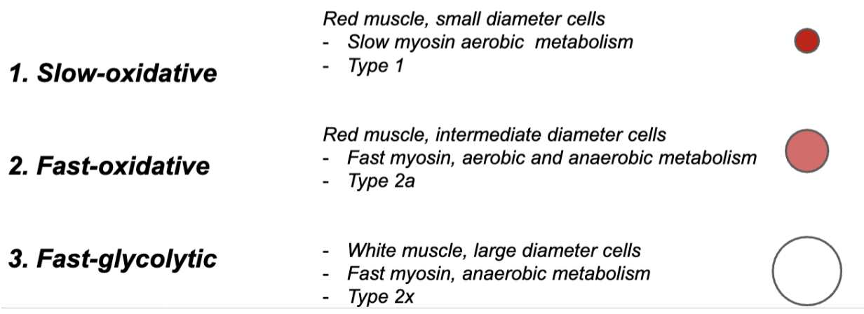 <ol><li><p>classified according to maximal velocity of shortening (ex. how quickly myosin can hydrolyze ATP/fast or slow twitch) </p></li></ol><ol start="2"><li><p>major pathway they use to form ATP</p></li></ol><ul><li><p>slow oxidative</p></li><li><p>fast oxidative</p></li><li><p>fast glycolytic</p></li></ul><p></p>