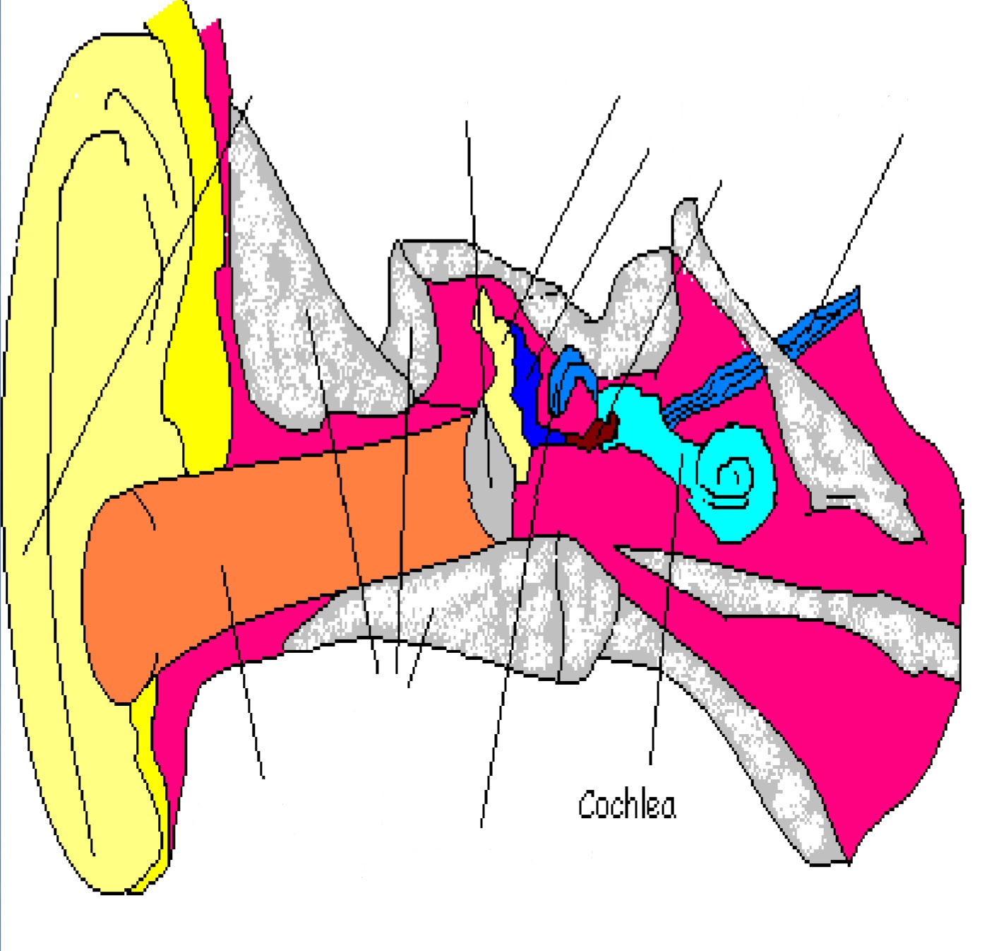 <p>Part of inner ear; filled w/ fluid &amp; small hairs that vibrate to incoming sound </p>