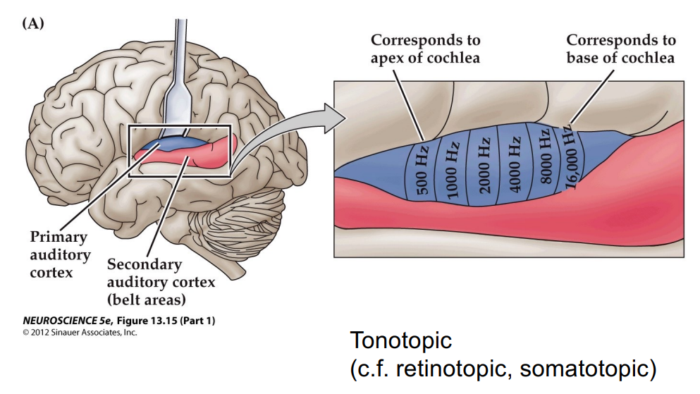 <p>&nbsp;T<span>he auditory cortex has different regions for different frequencies (mapped in a tonotopic way) </span></p><ul><li><p>anterior = low (apex of cochlea)</p></li><li><p>posterior = high (base of cochlea</p></li></ul><p>Cortical representation of auditory input is a little asymmetric when comparing left and right</p><ul><li><p><span>Could be because the left hemisphere is so dominant in the processing of language</span></p></li></ul><p>The cortical territory is plastic.</p>