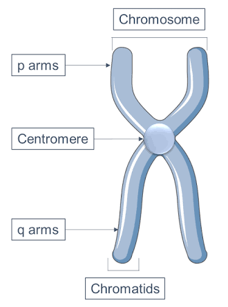 * smaller arm = p arm


* bigger arms = q arms