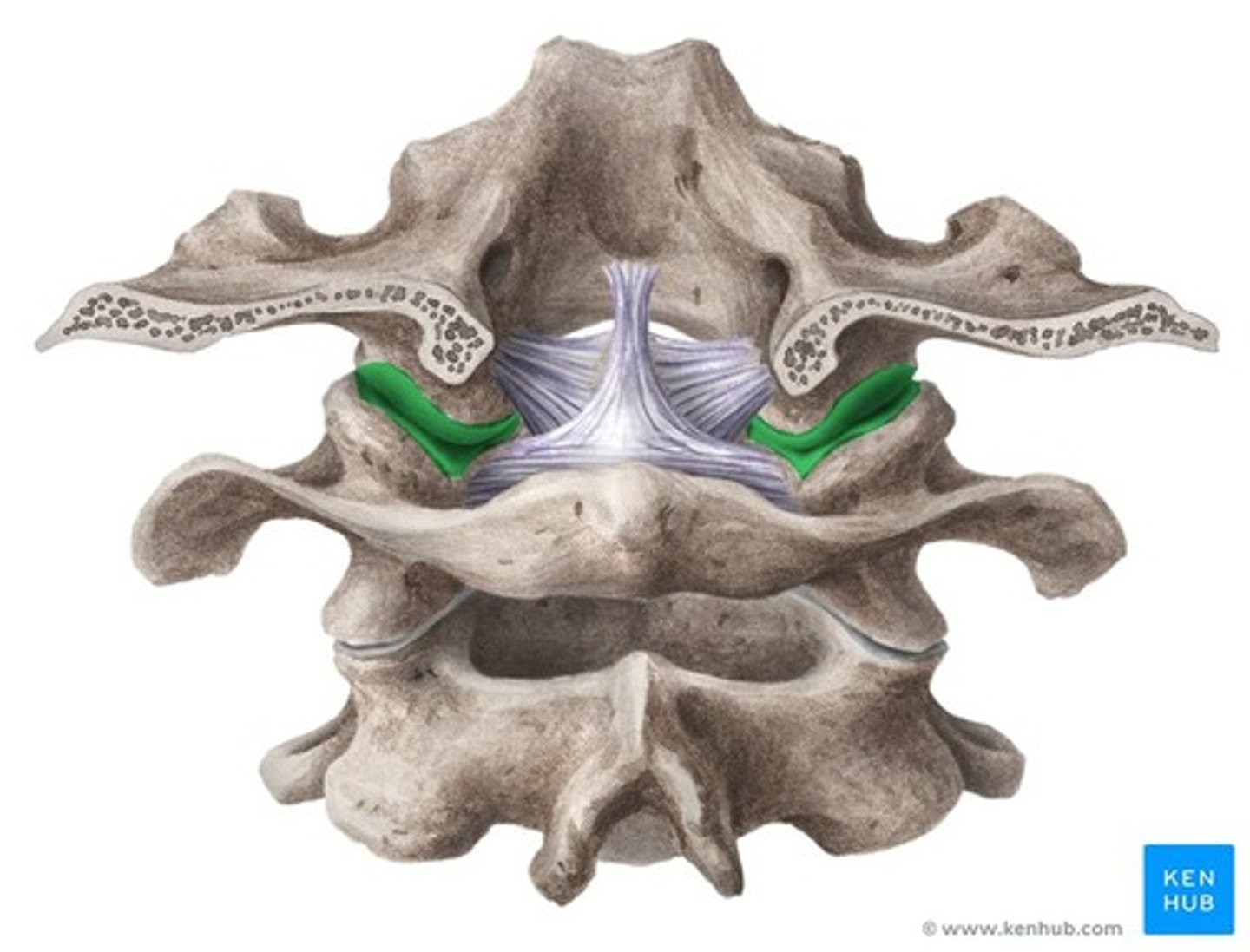 <p>permits nodding of head(between skull & C1)</p>