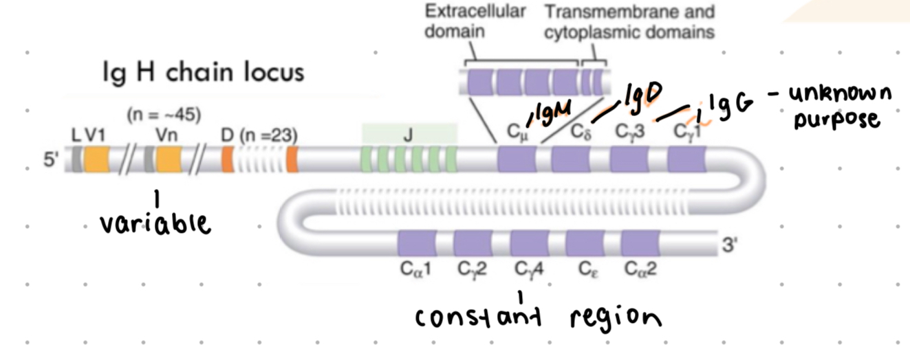 <p>cell starting point in b lymphocyte development </p>