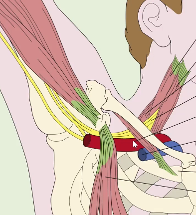 <p>What is the yellow Convergin point</p>