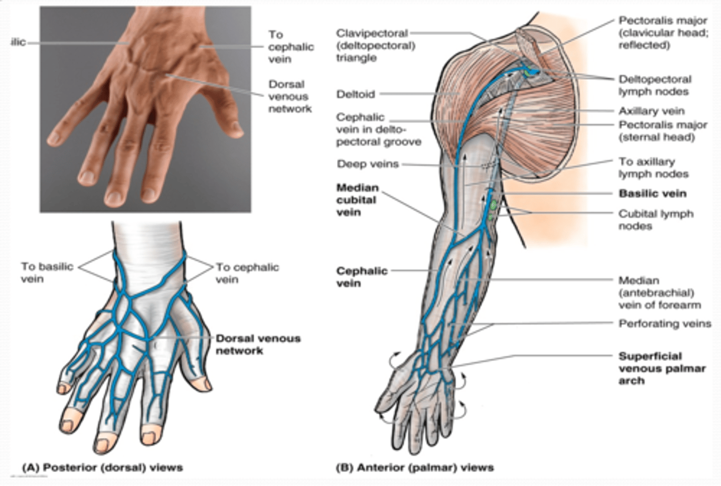 <p>•Dorsal venous network</p><p>Formed on the dorsum of hand from digital and metacarpal veins</p>