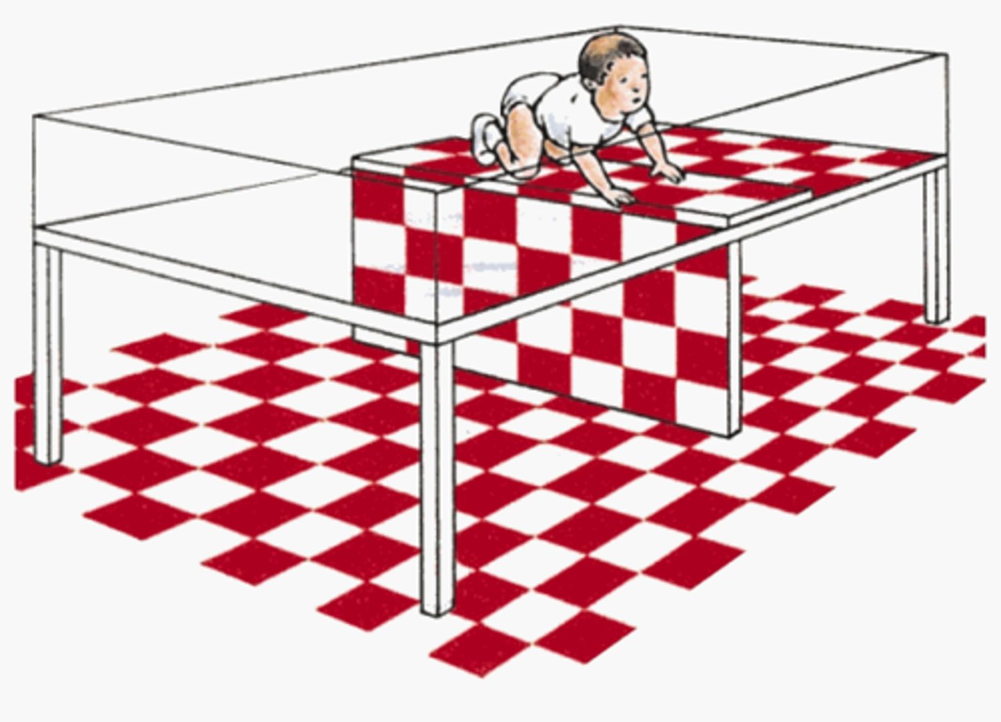 <p>created by E.J. Gibson, used to determine when infants can perceive depth</p>