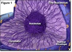 <p>-Found inside the nucleus -Synthesizes rRNA according to DNA instructions -Assembles ribosomal subunits</p>