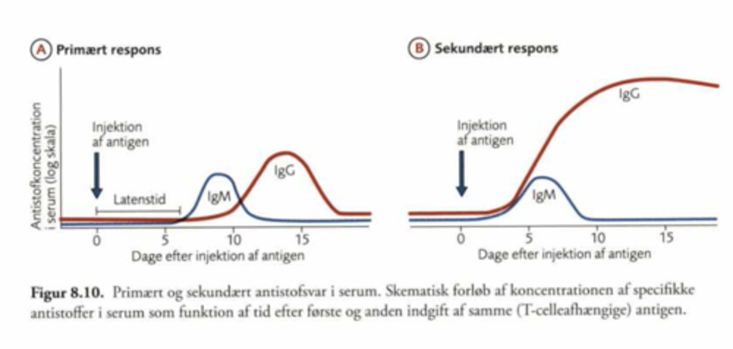 <p>1. Følger en enkelt eksponering for et antigen</p><p>2. Viser sig med en initial latensperiode på ca. 3-4 dage, hvor antistoffer endnu ikke kan påvises.</p><p>3. Produktionen af antistoffer stiger derefter eksponentielt, typisk nående et maksimalt niveau efter 1-2 uger, før den aftager.</p><p>4. Karakteristisk er, at IgM er den først producerede immunglobulinklasse, der hurtigst når sin plateaufase og derefter gradvist afløses af IgG som den dominerende klasse i de senere faser af det primære respons.</p>