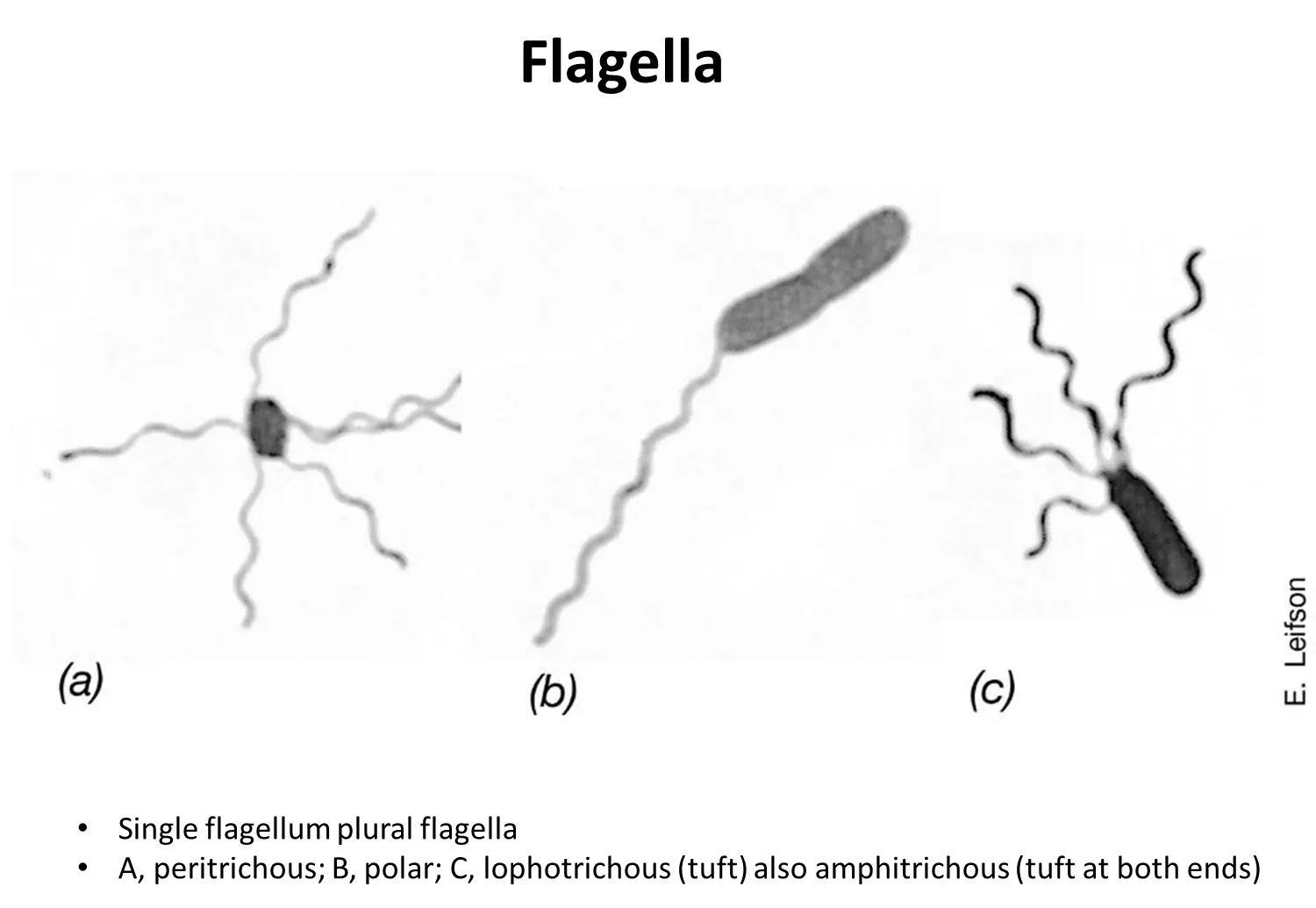 <ul><li><p><strong>peritrichous </strong>- scattered around the cell surface</p></li><li><p><strong>polar</strong>- one flagella at one end</p></li><li><p><strong>lophotrichous</strong>- bundle at one end</p></li><li><p><strong>amphitricous</strong>- bundles at both ends</p></li></ul><p></p>
