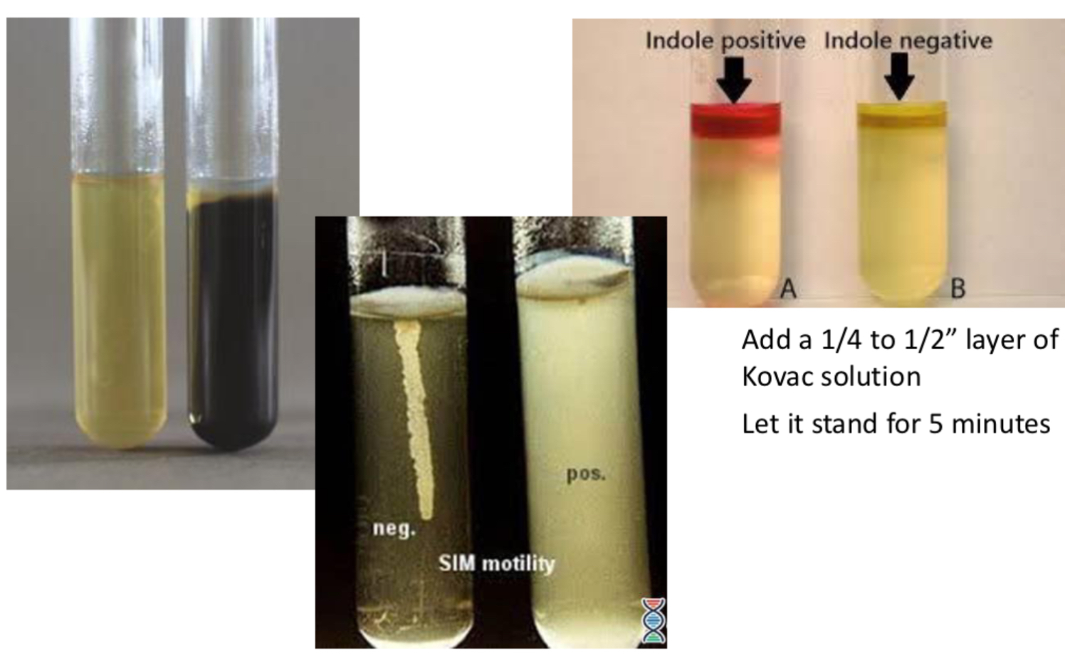 <ul><li><p>Semi-solid media, tests for 3 bacterial activities</p><ul><li><p>1.) Reduce sulfur → forms black precipitate</p><ul><li><p><u>Breaks down cysteine </u>(contains sulfur), into hydrogen sulfide or has an enzyme, <strong>thiosulfate reductase</strong>, which catalyzes reduction of sulfur</p></li></ul></li><li><p>2.) <u>Contains the amino acid </u><strong><u>tryptophan</u></strong> - can be broken down w/ the presence of the enzyme <strong>tryptophanase </strong>into indole, ammonia, and pyruvic acid</p><ul><li><p>Add kovac solution later on for indole</p></li></ul></li><li><p>3.) A semi-solid media - if the bacteria is motile, agar will become hazy away from point of inoculation</p></li></ul></li></ul><p></p>