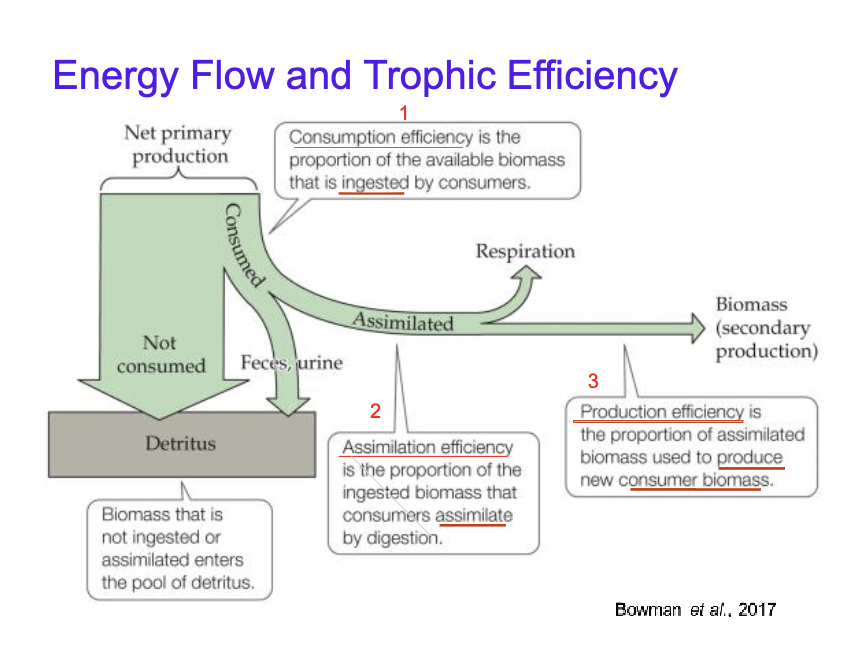 <p>Energy flow and trophic efficiency </p>