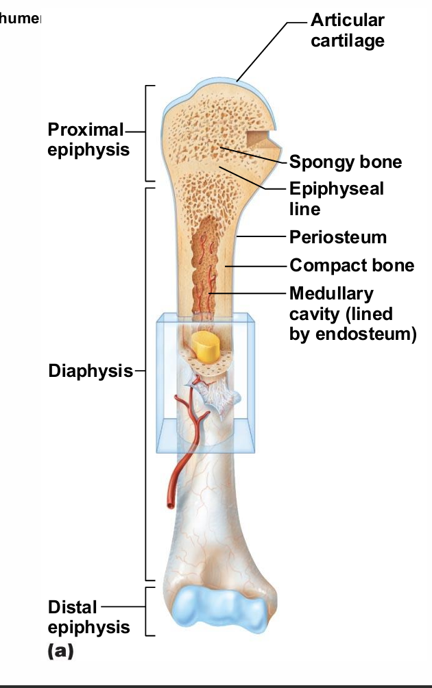 <ul><li><p>part of long bone</p></li><li><p>Bone ends</p></li><li><p>External compact bone; internal spongy bone</p></li><li><p>Articular cartilage covers articular surfaces</p></li><li><p> Between is epiphyseal line</p><ul><li><p>Remnant of childhood bone growth at epiphyseal plate</p><ul><li><p>growth plate, calcifies when down growing</p><p></p></li></ul></li></ul></li></ul><p></p>