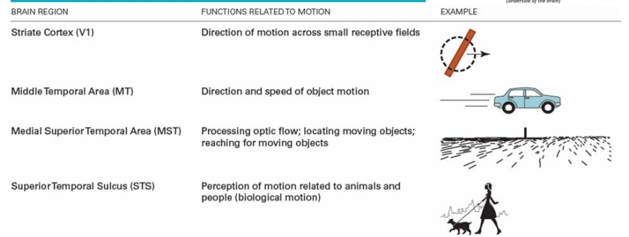 <p>Striate Cortex (V1): Direction of motion across small receptive fields.</p><p>Middle Temporal Area (MT): Direction &amp; speed of object motion.</p><p>Medial Superior Temporal Area (MST): Processing optic flow, locating moving objects, &amp; reaching for moving objects.</p><p>Superior Temporal Sulcus (STS): Perception of motion related to animals &amp; people (biological motion).</p>