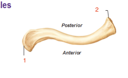 <p>what bone is this</p>