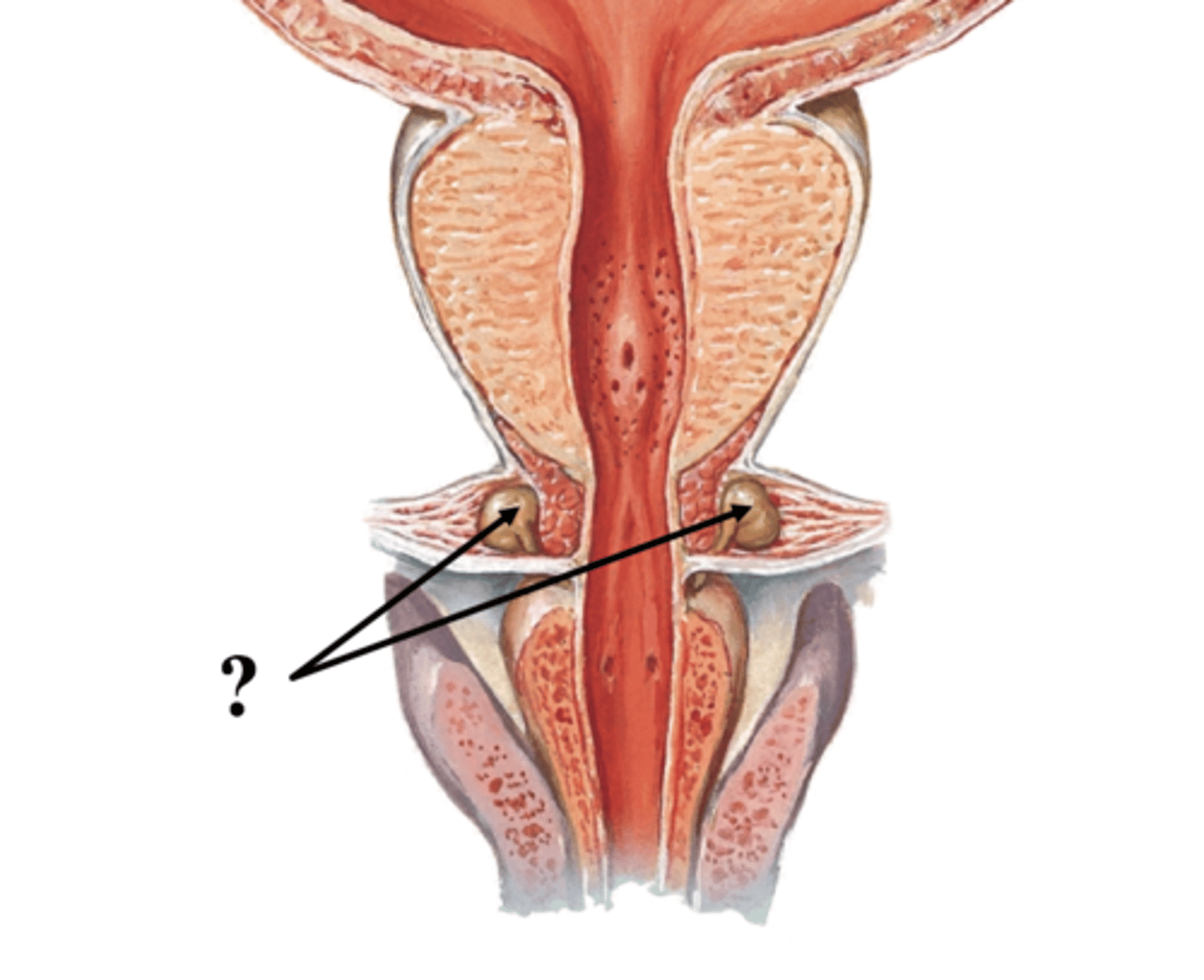 <p>pair of pea shaped exocrine glands located posterolateral to teh membranous urethra</p>
