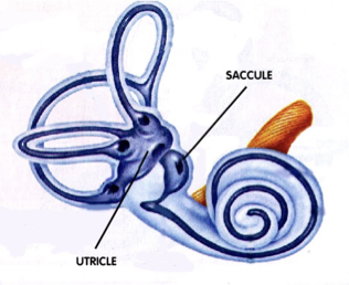 <p>Utricle</p><ul><li><p>detects side to side and back and froth movement</p></li></ul><p>Saccule</p><ul><li><p>detects up and down movemnets </p></li></ul><p></p>