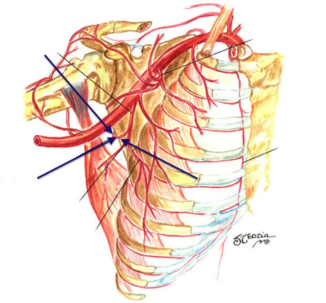 <p>branches off subscapular artery (secondary branch off 3rd part of axillary a.) , participates in the arterial anastomosis of the posterior shoulder (found within the triangular space)</p>