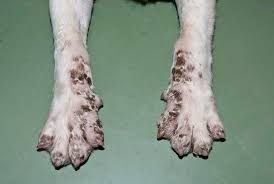 <p>What is the underlying cause of Acrdodermatitis?</p>