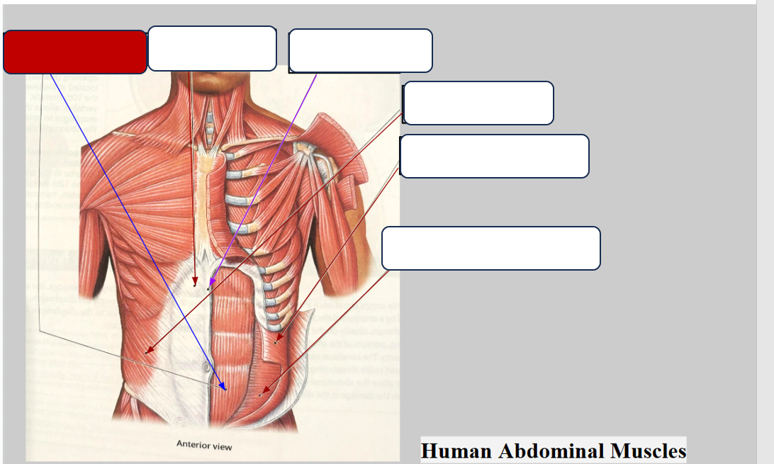 <p>Label the muscle</p>